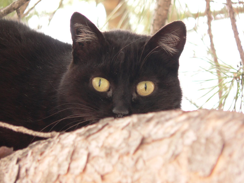 Chat d'Aix en provence