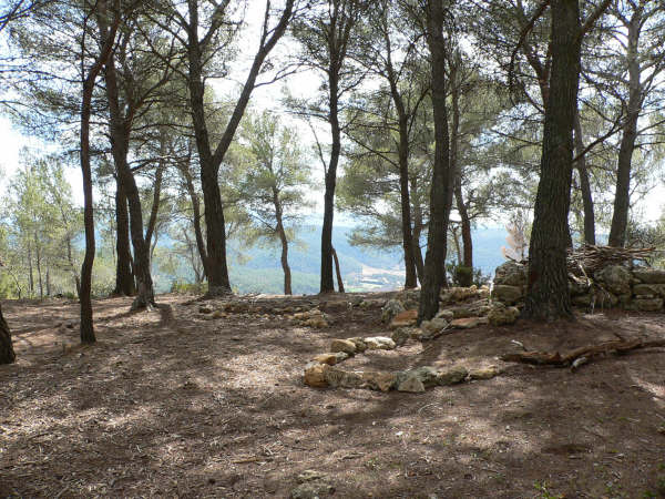 foret de pins au tholonet