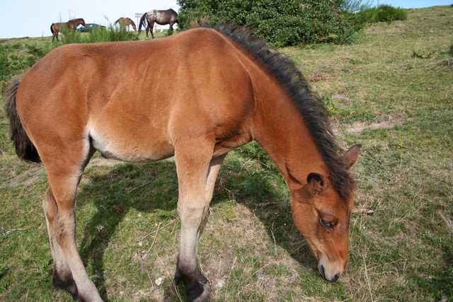 cheval ou poulain marron