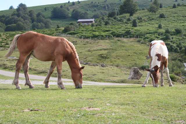 Photo de 2 chevaux