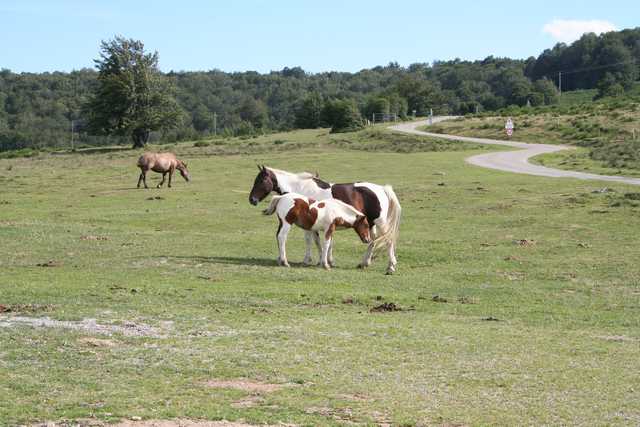 Photo de jument avec sn poulain