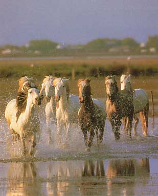 Camargue - photo de chevaux de camargue